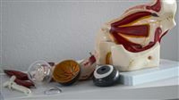 Augen-Modell in Einzelteile zerlegt