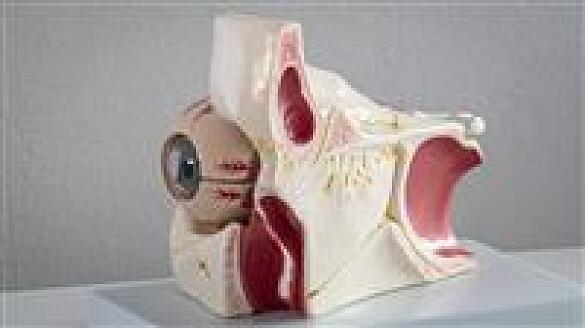 Augen-Modell zusammengebaut