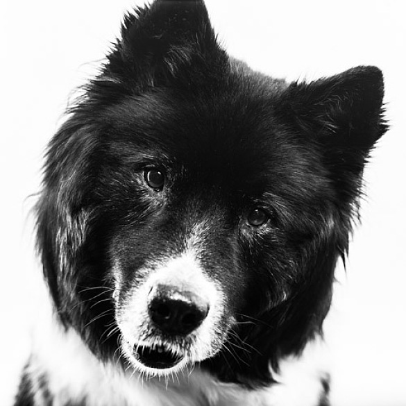 Portrait Bürohund Butjer