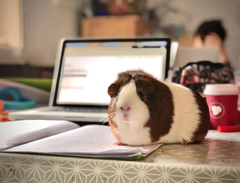 Meerschweinchen vor iPad